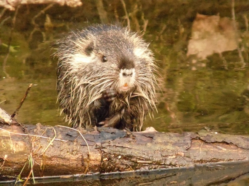 Vita da Nutria....